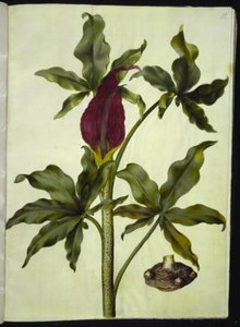 Dracunculus vulgaris (dracunculo comune)