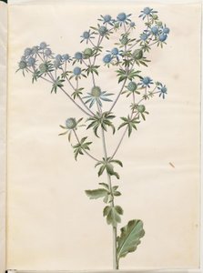 Eryngium planum (mandrino da giardino) da Hans Simon Holtzbecker