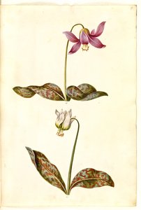 Erythronium dens-canis