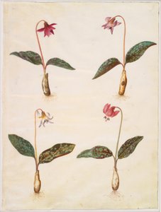 Erythronium dens-canis (dente di cane) da Hans Simon Holtzbecker