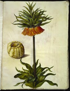 Fritillaria imperialis (corona imperiale) da Hans Simon Holtzbecker