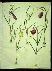 Fritillaria meleagris (viburno comune) da Hans Simon Holtzbecker