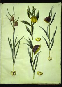 Fritillaria meleagris; Fritillaria aurea o Fritillaria tubiformis & moggridgei; Fritillaria montana da Hans Simon Holtzbecker