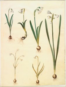 Galanthus nivalis; Leucojum vernum; Leucojum aestivum; Leucojum autumnale da Hans Simon Holtzbecker