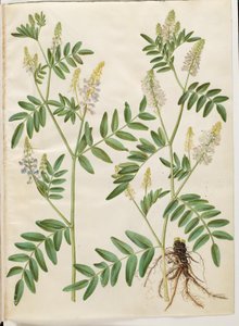 Galega officinalis (erba medica)