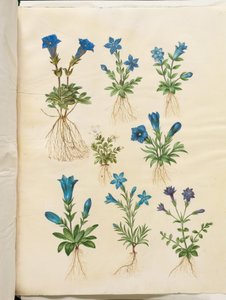 Gentiana acaulis; Gentiana verna; Gentiana acaulis; Gentiana (specie di genziana) da Hans Simon Holtzbecker