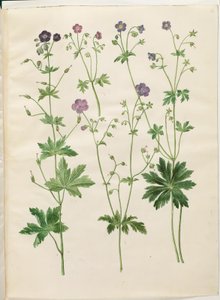Geranium phaeum (geranio ondulato); Geranium sylvaticum (geranio dei boschi)