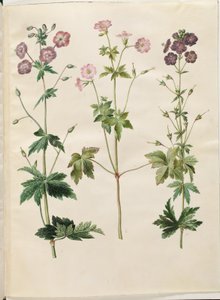 Geranium phaeum (geranio scuro); Geranium versicolor (geranio variegato) da Hans Simon Holtzbecker
