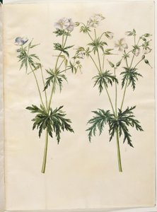 Geranium pratense (geranio dei prati) da Hans Simon Holtzbecker