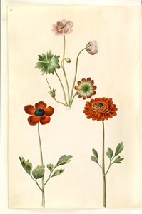 Geranium sanguineum striatum (geranio striato); Ranunculus asiaticus (ranuncolo asiatico)