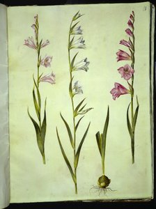 Gladiolus communis (gladiolo comune) da Hans Simon Holtzbecker