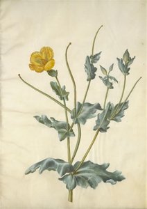 Glaucium flavum (papavero giallo) da Hans Simon Holtzbecker