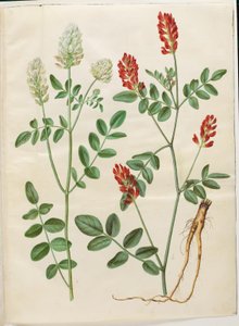 Hedysarum coronarium (trifoglio rosso) da Hans Simon Holtzbecker