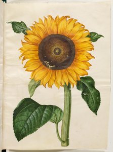 Helianthus annuus (girasole comune)