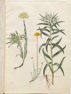 Helichrysum orientale; Helichrysum Stoechas; Anaphalis margaritacea da Hans Simon Holtzbecker