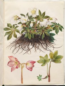 Helleborus niger (elleboro nero)