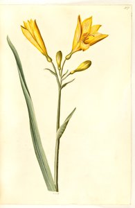 Hemerocallis lilioasphodelus (giglio giallo)