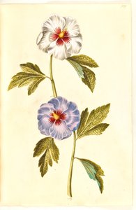 Hibiscus syriacus (rosa di Siria)
