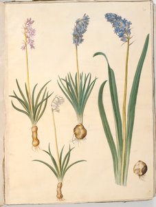 Hyacinthoides non-scripta (campanula comune); Hyacinthoides hispanica (campanula spagnola)