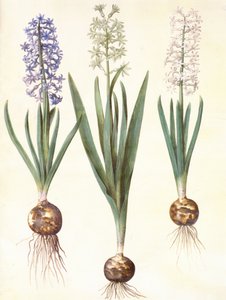 Hyacinthoides orientalis simp et pl da Hans Simon Holtzbecker