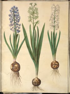 Giacinto Orientale (giacinto comune)