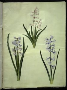 Hyacinthus orientalis (giacinto comune) da Hans Simon Holtzbecker