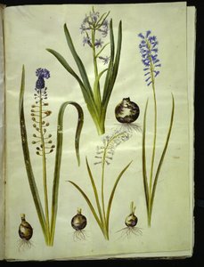 Hyacinthus orientalis (giacinto comune); Muscari comosum (giacinto a pennacchio); Brimeura amethystina (giacinto pirenaico) da Hans Simon Holtzbecker
