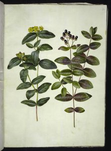 Hypericum androsaemum (iperico con bacche) da Hans Simon Holtzbecker