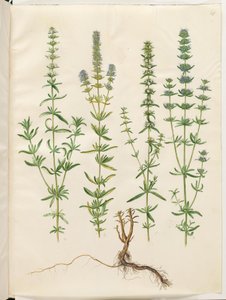 Hyssopus officinalis (issopo vero) da Hans Simon Holtzbecker