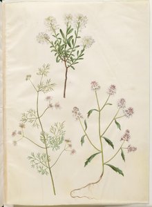 Iberis sempervirens; Coriandrum sativum; Iberis amara da Hans Simon Holtzbecker