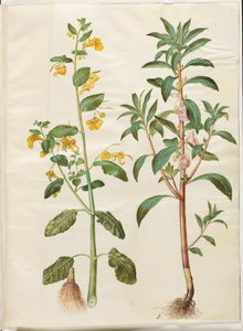 Impatiens noli-tangere (balsamina selvatica); Impatiens balsamina (balsamina da giardino) da Hans Simon Holtzbecker