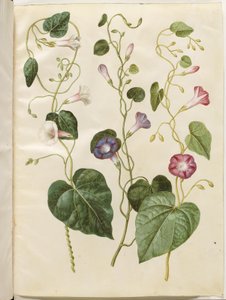 Ipomoea purpurea (purpur-pragtsnerle)