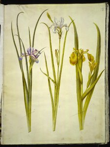 Iris graminea; Iris sibirica; Iris pseudacorus da Hans Simon Holtzbecker