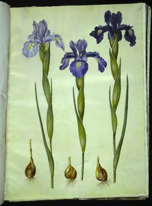 Iris latifolia (iris inglese) da Hans Simon Holtzbecker