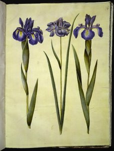 Iris latifolia; Iris sibirica da Hans Simon Holtzbecker