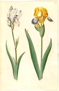 Iris pallida; Iris variegata da Hans Simon Holtzbecker