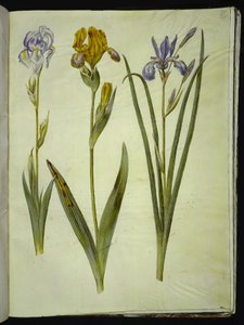 Iris pallida (iris pallido); Iris variegata (iris variegato); Iris sibirica (iris siberiano) da Hans Simon Holtzbecker