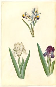 Iris persica (iris persiano); Iris lutescens o Iris pumila (?) (iris nano o iris basso) da Hans Simon Holtzbecker