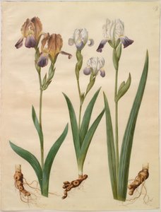 Iris ×sambucina (iris di sambuco); Iris ×amoena (iris ibrido) da Hans Simon Holtzbecker