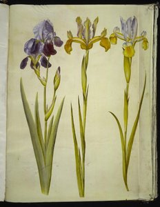 Iris ×sambucina (iris di sambuco); Iris latifolia (iris inglese) da Hans Simon Holtzbecker