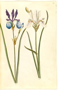 Iris sibirica da Hans Simon Holtzbecker