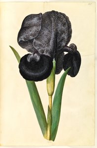 Iris susiana (iris del lutto)