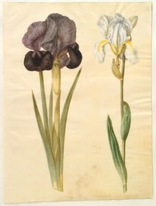 Iris susiana (iris del lutto); Iris ×florentina (iris fiorentina)