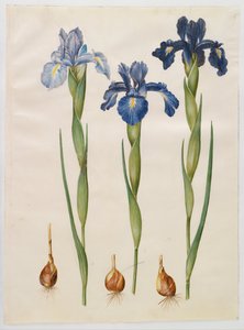 Iris xiphioides da Hans Simon Holtzbecker