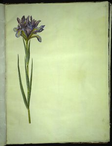 Iris xiphium (iris spagnolo) da Hans Simon Holtzbecker