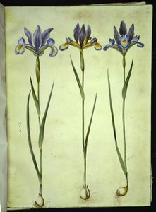 Iris xiphium (iris spagnolo)