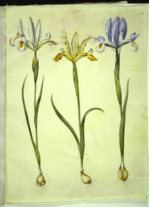 Iris xiphium (iris spagnolo) o Iris latifolia (iris inglese); Iris xiphium (iris spagnolo) da Hans Simon Holtzbecker