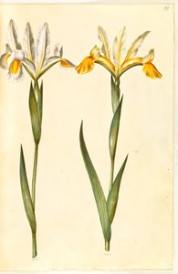 Iris xiphium, forse Iris latifolia (iris spagnolo o iris inglese) da Hans Simon Holtzbecker