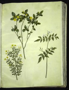 Jasminum odoratissimum (gelsomino da interno); Jasminum fruticans (gelsomino arbustivo); Jasminum grandiflorum (gelsomino profumato) da Hans Simon Holtzbecker