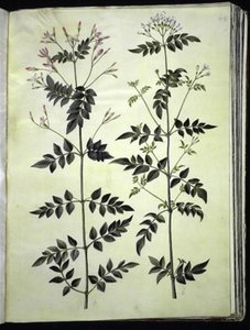 Jasminum officinale (gelsomino comune)